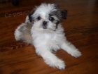 Prod�m �t��ata #Shih Tzu.