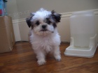 Prod�m �t��ata #Shih Tzu.