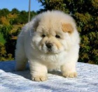 asn chow chow tata