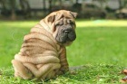 shar-pei tata k dispozici