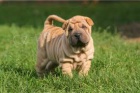 shar-pei �t��ata k dispozici