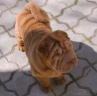 shar-pei �t��ata k dispozici