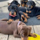 Doberman Pinscher tata.