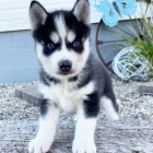 o�kovan� a od�erven� sibi�sk� husky k adopci.