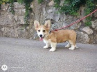 Pembroke Welsh Corgi �t��ata