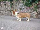 Pembroke Welsh Corgi �t��ata