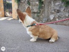 Pembroke Welsh Corgi �t��ata