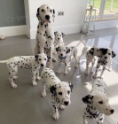 Prod�m o�kovan� �t��ata dalmatin� a �t��at