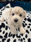 Maltipoo tata.