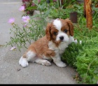 ڞasn Cavalier King Charles tata.