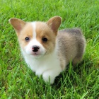 Prodm tata Pembroke Welsh Corgi.