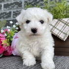 Prod�m �t��ata Bi�onka.