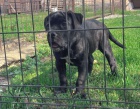 Cane Corso �t�n�