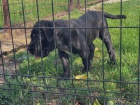 Cane Corso �t�n�