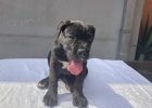 Cane Corso �t�n�