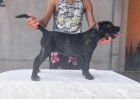 Cane Corso �t�n�