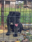 Cane Corso �t�n�