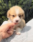 Welsh Corgi Pembroke tata.