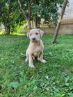 tata Pitbull terira.