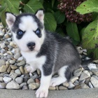 �t��ata sibi�sk�ho huskyho k adopci.