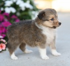 Prod�m �t��ata �heltie