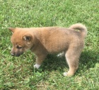 Prodm okovan tata Shiba inu