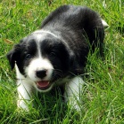 Prod�m �t��ata border kolie