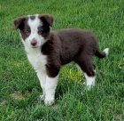 Prod�m kr�sn� �t���tka Border kolie a fenky