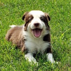 Prod�m kr�sn� �t���tka Border kolie a fenky