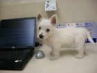 Prod�m �ty�i fene�ky a pejska �t��ata West Highland White Terriers