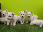 Prod�m �t��ata West Highland White Terriers