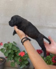 Cane Corso �t��ata na prodej