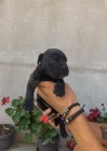 Cane Corso �t��ata na prodej
