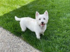 West Highland White Terrier k adopci.