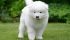 samoyed tata