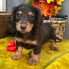 Prod�m zdrav�, od�erven� a o�kovan� �t��ata mini Jezev��k�