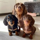 Prod�m �t��ata mini kr�tkosrst�ch jezev��k�