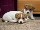 Prod�m zdrav� a o�kovan� �t��ata jack russell teri�ra.