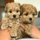 Prod�m mini �t��ata pudla a feny.