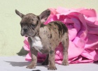 MERLE FRANCOUZSK� BULLDOG CHLAPEC