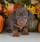 Prod�m zdrav�, od�erven� a o�kovan� �t��ata kr�tkosrst�ch trpasli��ch jezev��k�