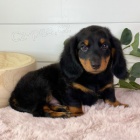 Prod�m dlouhosrst� o�kovan� �t��ata trpasli��ch jezev��k�