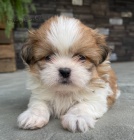 Prodm tata SHIH TZU