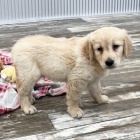 Prod�m �t��ata zlat�ho retr�vra.