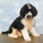 Prod�m �t��ata portugalsk�ho vodn�ho psa