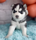Prod�m mini sibi�sk� husky s kr�sn�ma modr�ma o�ima.