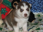 Sibi�sk� husky Fenku