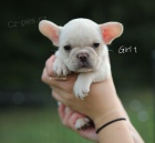 Francouzsk� buldo�ek exotick� �t��ata