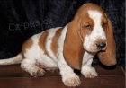 Rozkon tata Basset Hound k adopci