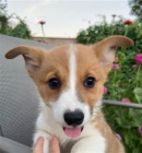 Pembroke Welsh Corgi, tata